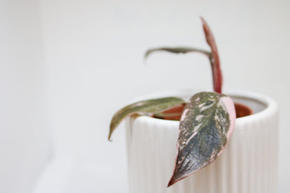 Mini Pink Princess Philodendron styled as an indoor plant