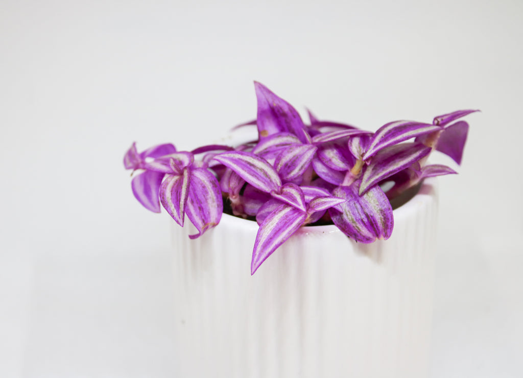 Mini Tradescantia inch plant shown for size reference