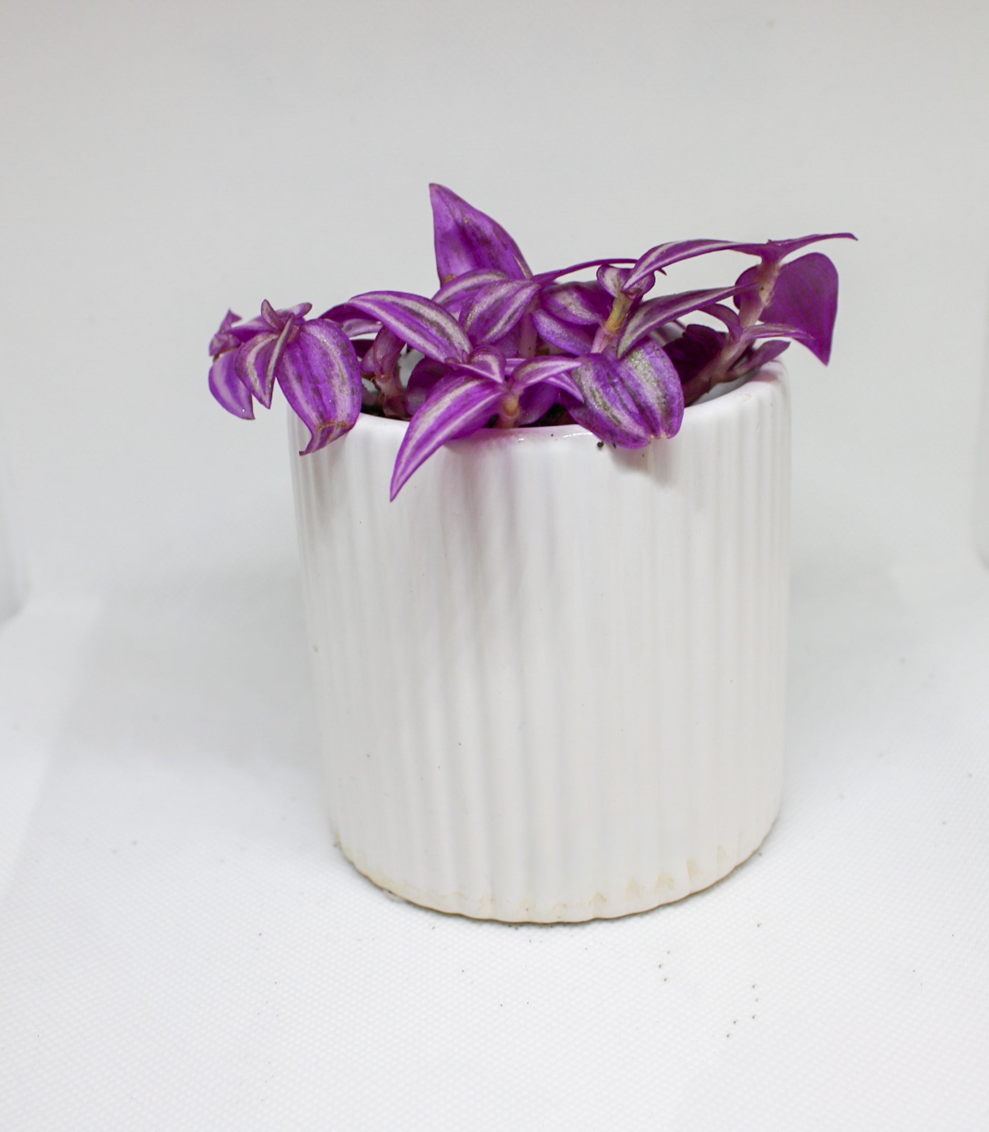 Mini Pink Paradise Tradescantia plant in a 6cm nursery pot