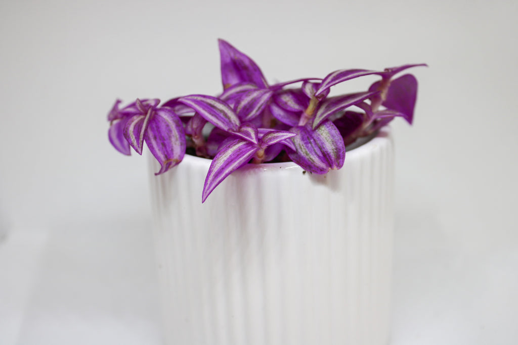 Mini Pink Paradise Tradescantia Plant | Indoor House Plant – 6cm Pot