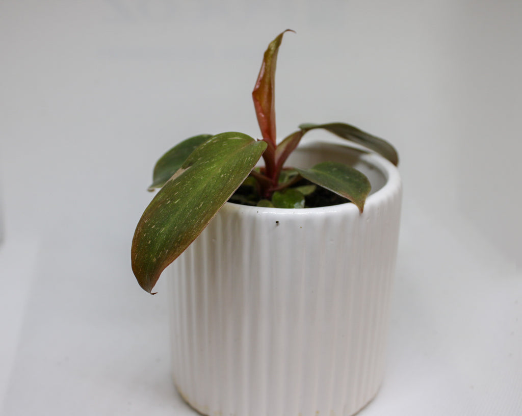 Pink Princess Philodendron showing pink variegated leaves