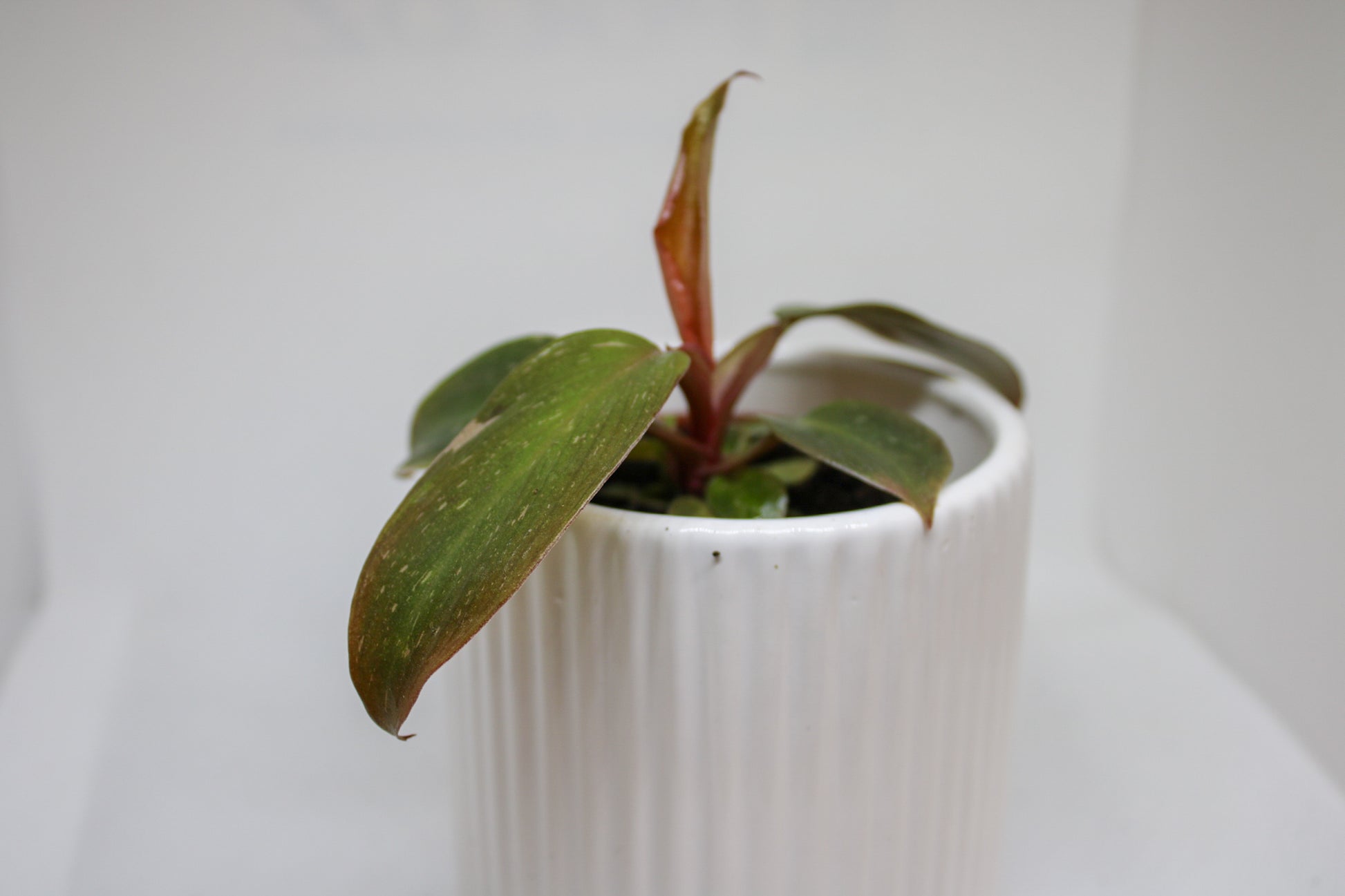 Mini Pink Princess Philodendron shown for size reference