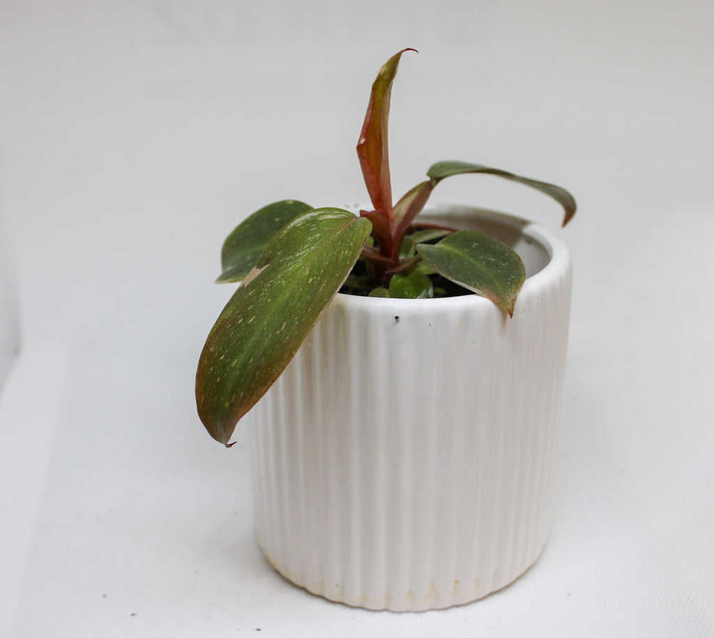 Mini Pink Princess Philodendron plant viewed from the side showing leaf shape