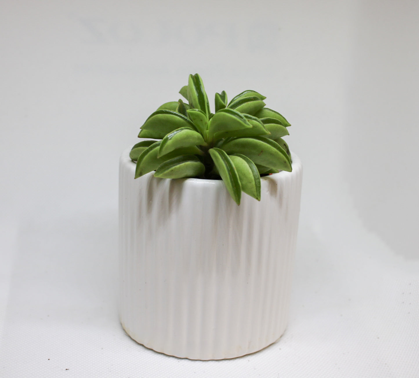 Peperomia Happy Bean 6cm | Easy Care Indoor Plant Gift