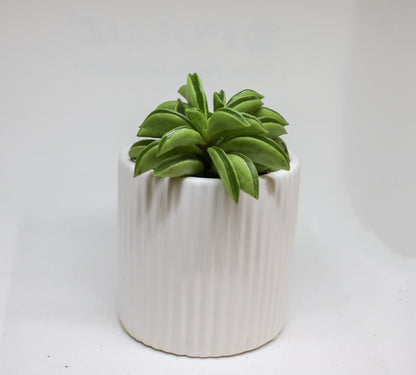 Peperomia Happy Bean 6cm | Easy Care Indoor Plant Gift