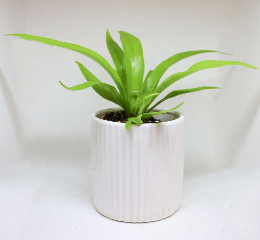 Mini Bird’s Nest Fern shown for size reference