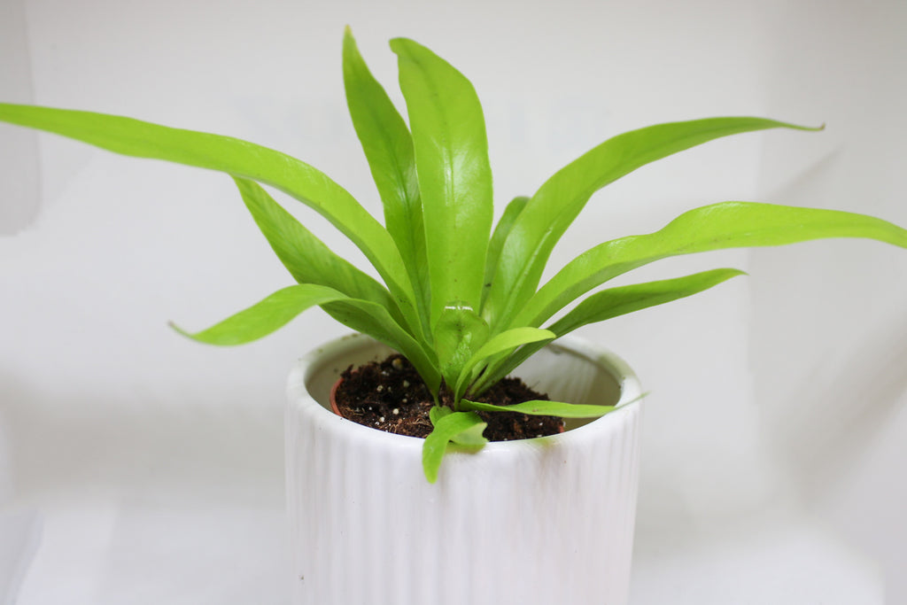 Close up of Bird’s Nest Fern rippled leaf texture