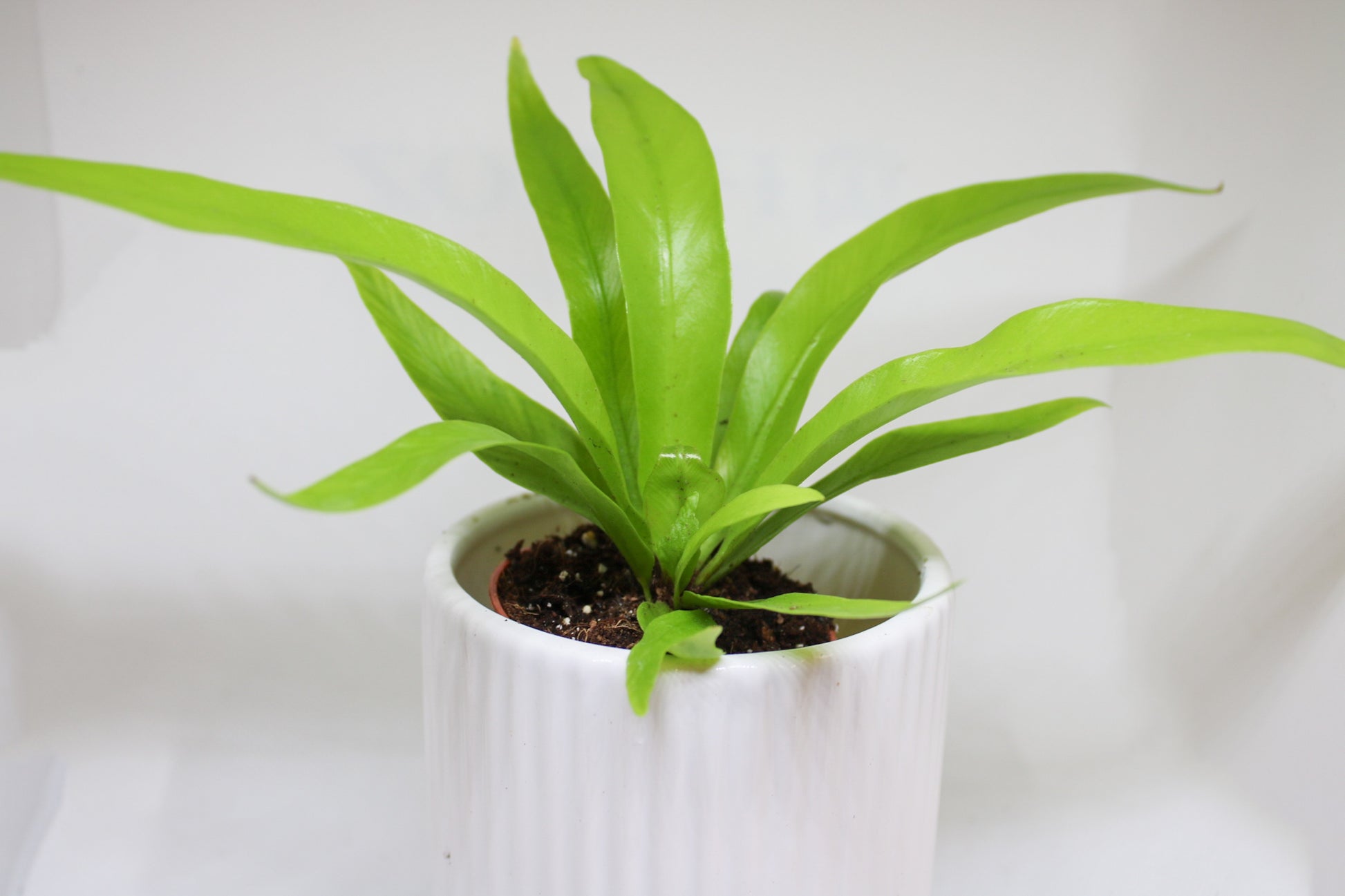 Close up of Bird’s Nest Fern rippled leaf texture