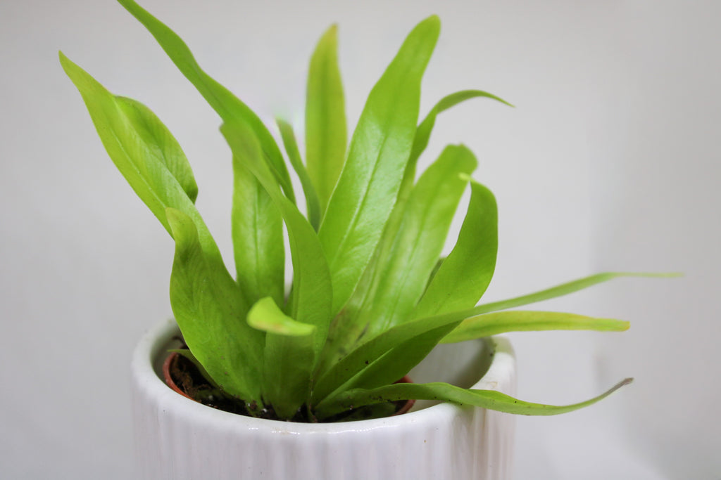 Bird’s Nest Fern plant showing natural rosette growth pattern