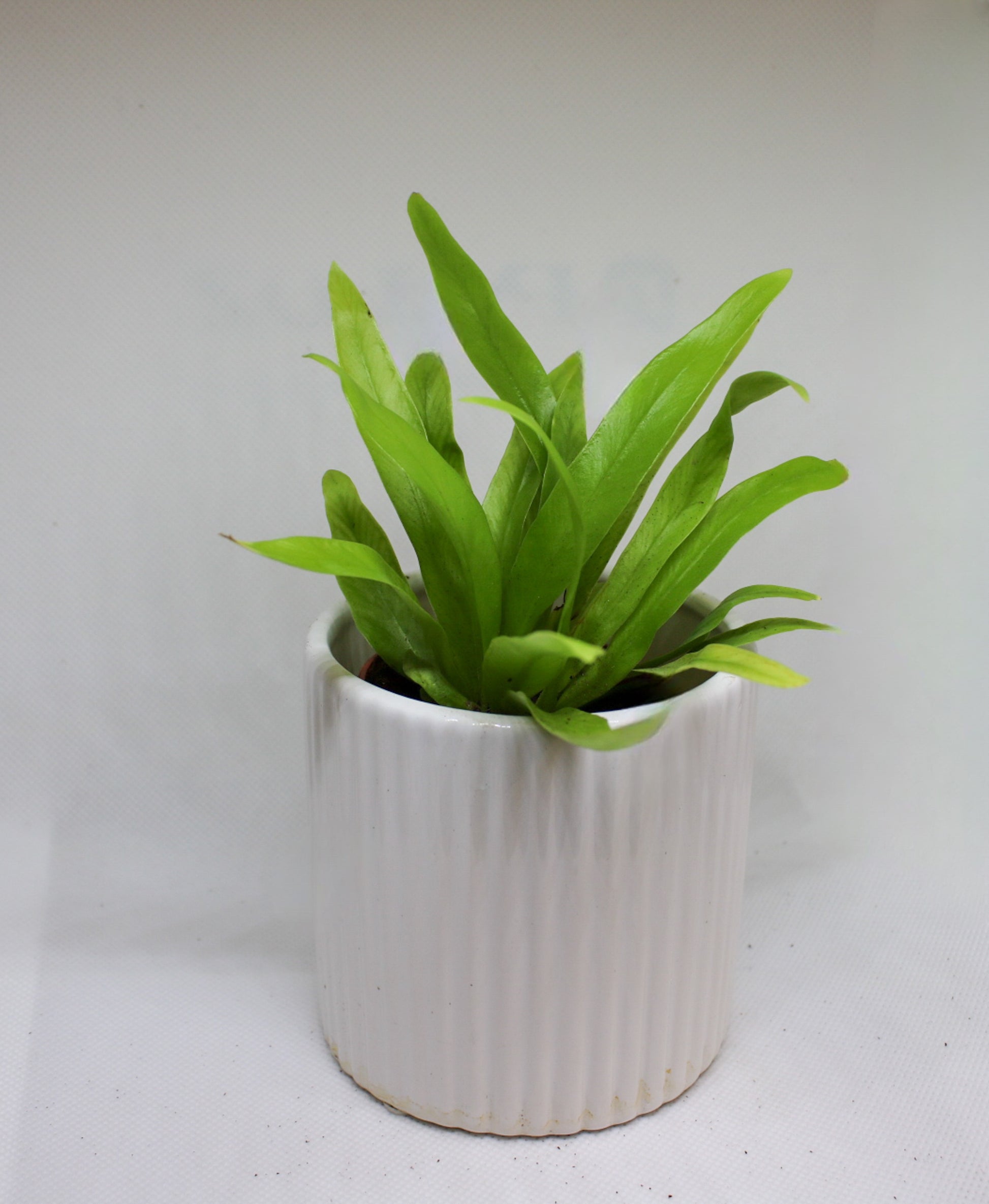 Mini Bird’s Nest Fern plant in a 6cm nursery pot
