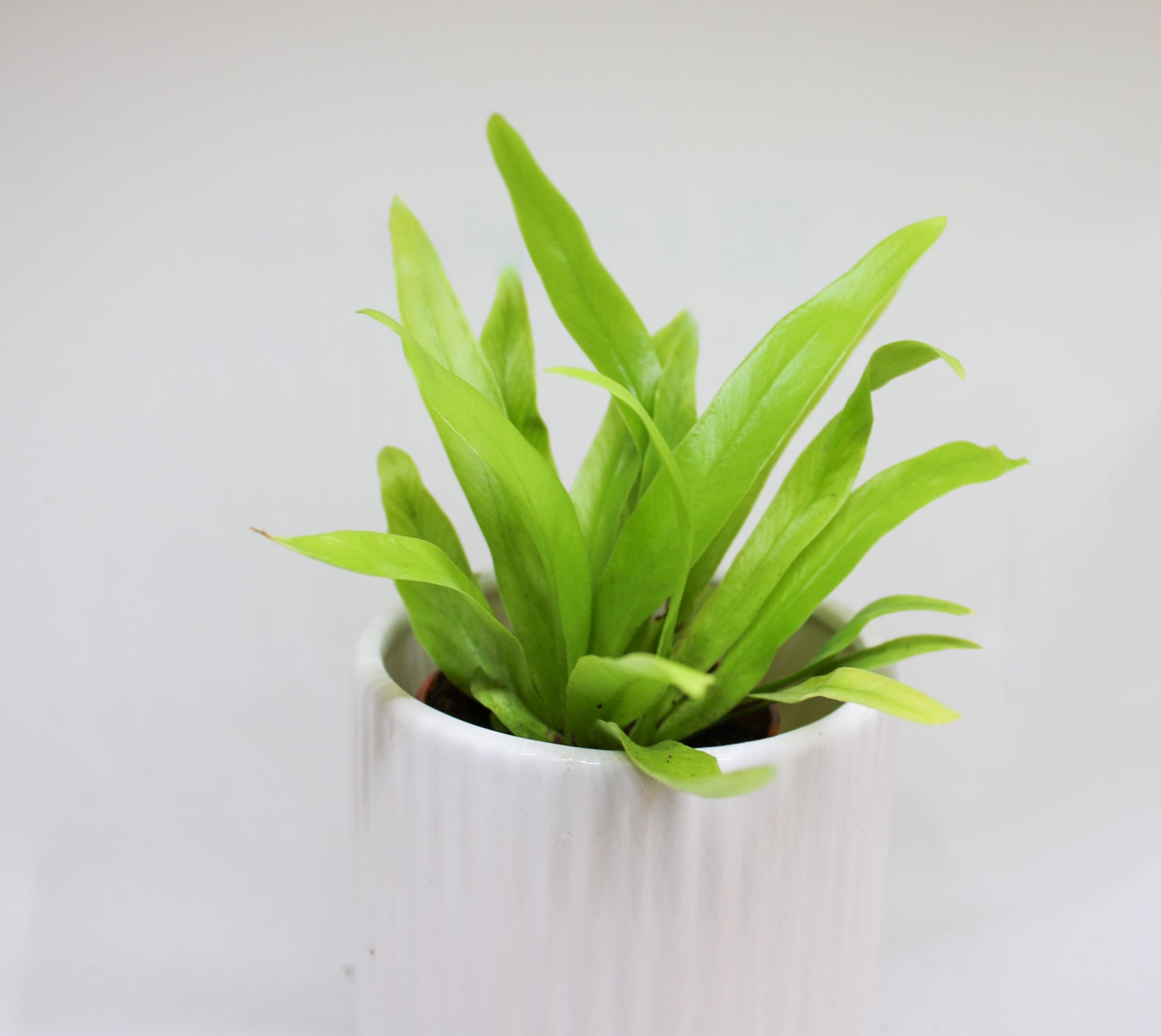 Bird’s Nest Fern indoor houseplant in a small nursery pot
