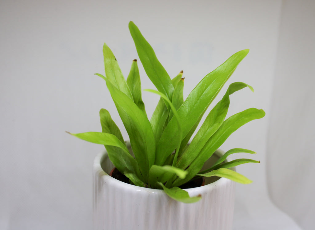 Mini Asplenium nidus fern with wide glossy green leaves