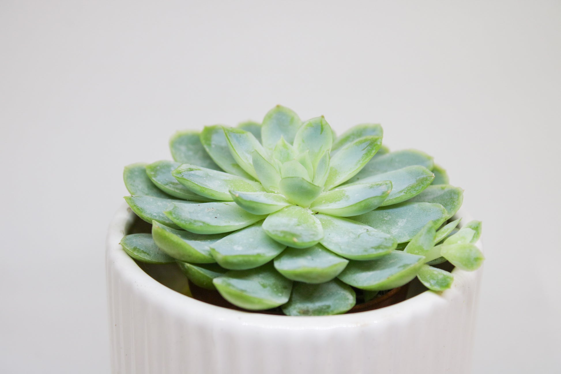 Close up of Echeveria succulent fleshy leaves