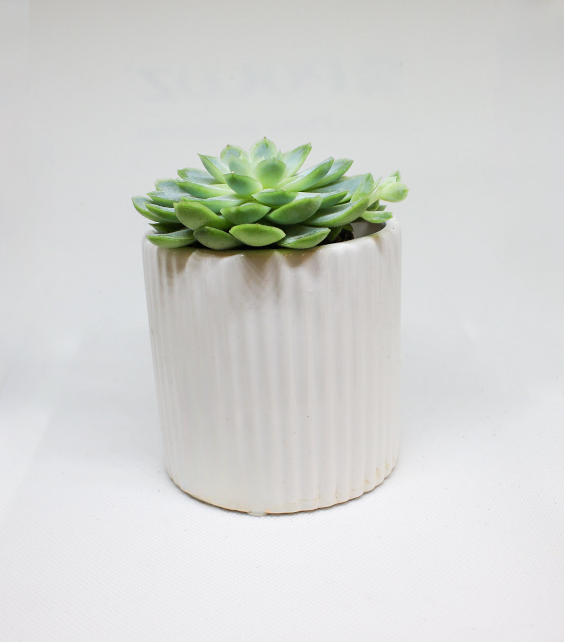 Mini Echeveria succulent plant in a 6cm nursery pot