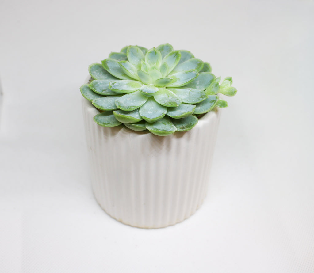 Mini Echeveria succulent styled as an indoor plant
