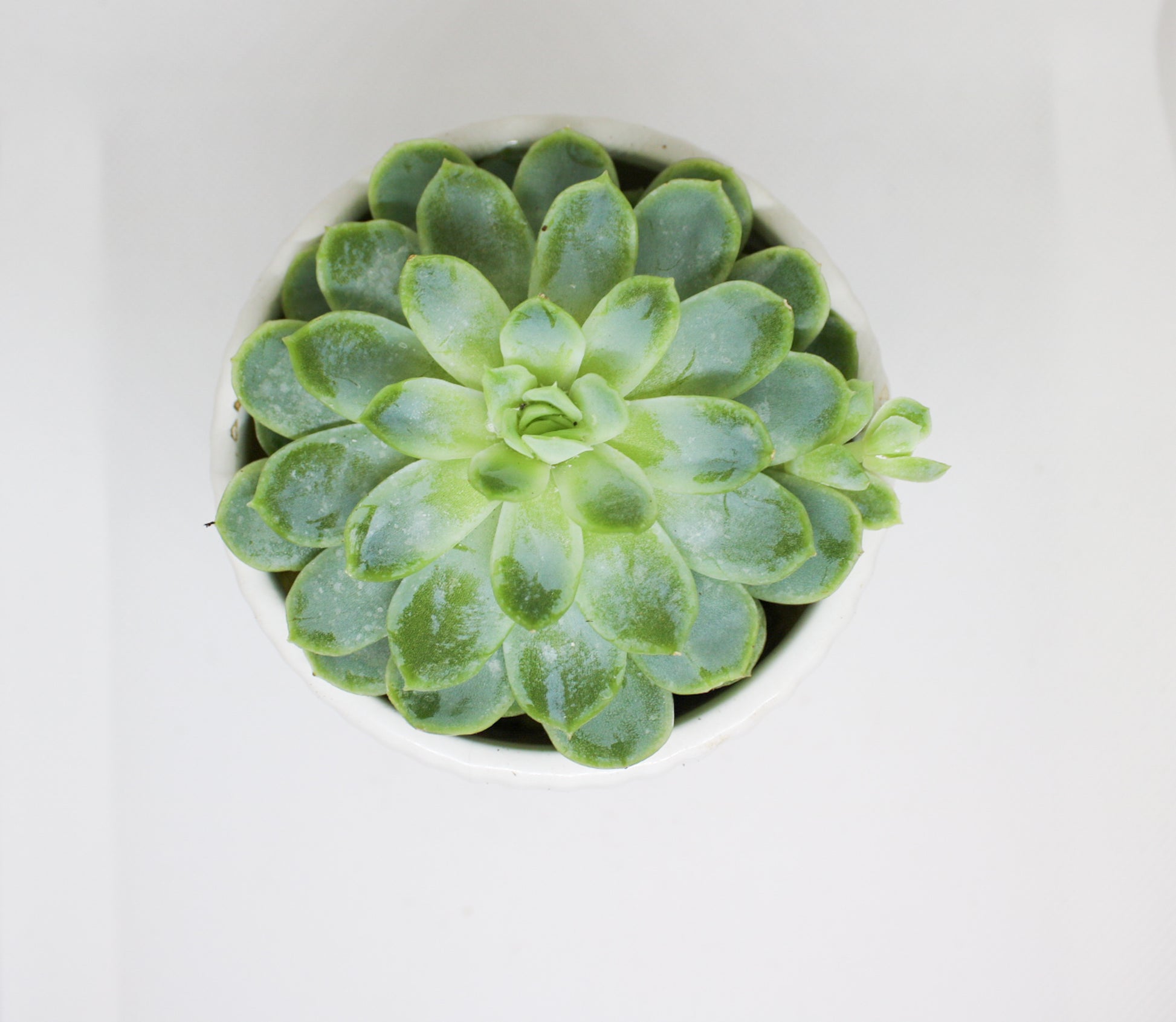 Mini Echeveria succulent shown for size reference