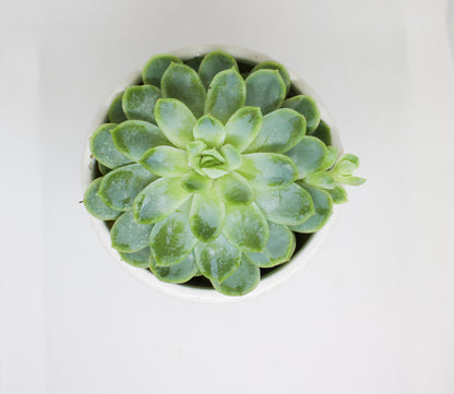 Mini Echeveria succulent shown for size reference