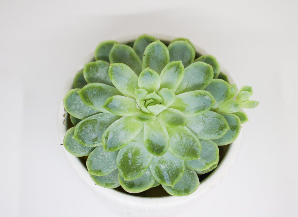 Close up of Echeveria succulent fleshy leaves birds eye view