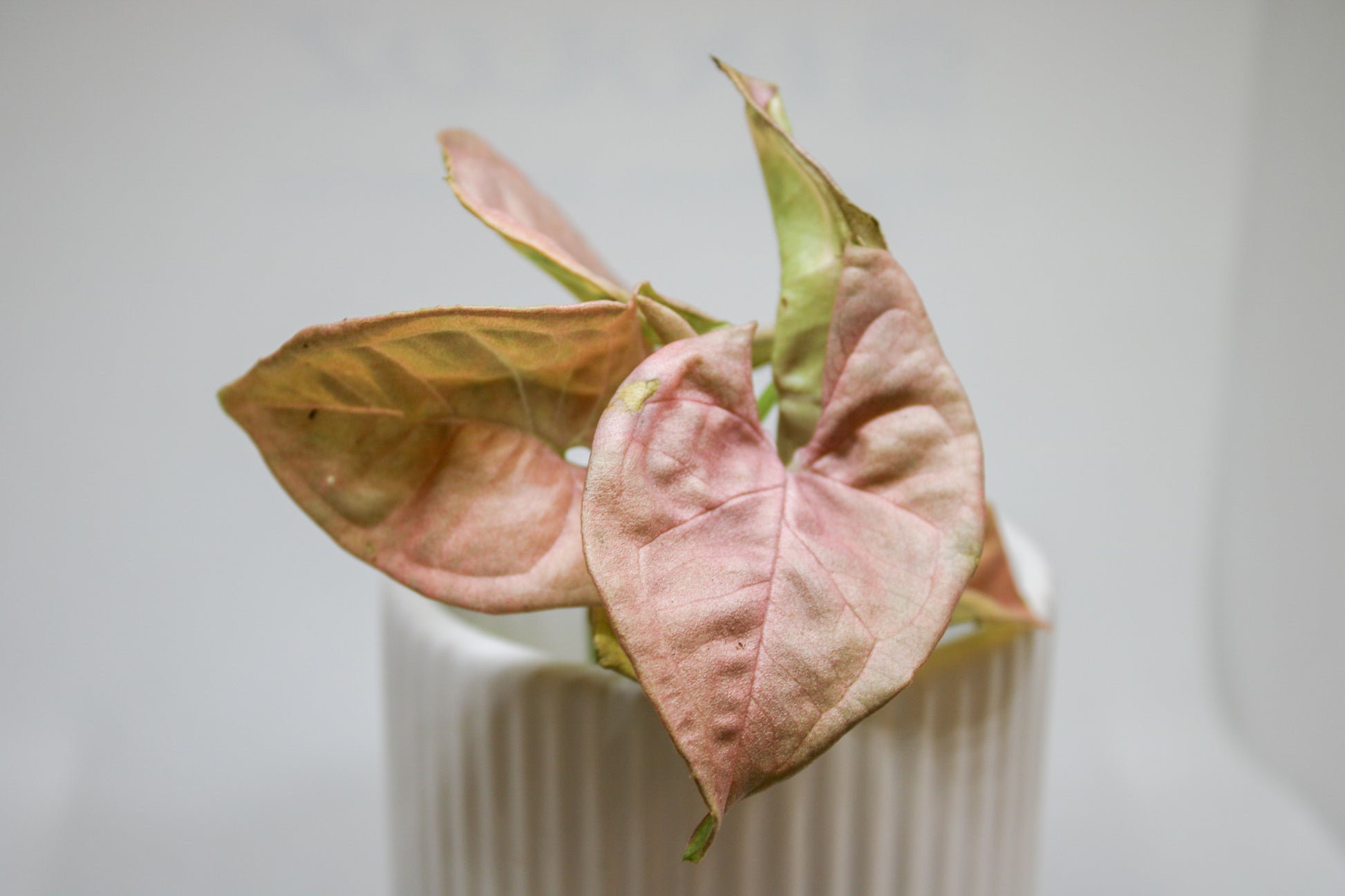 Close up of Pink Syngonium leaf colour and texture