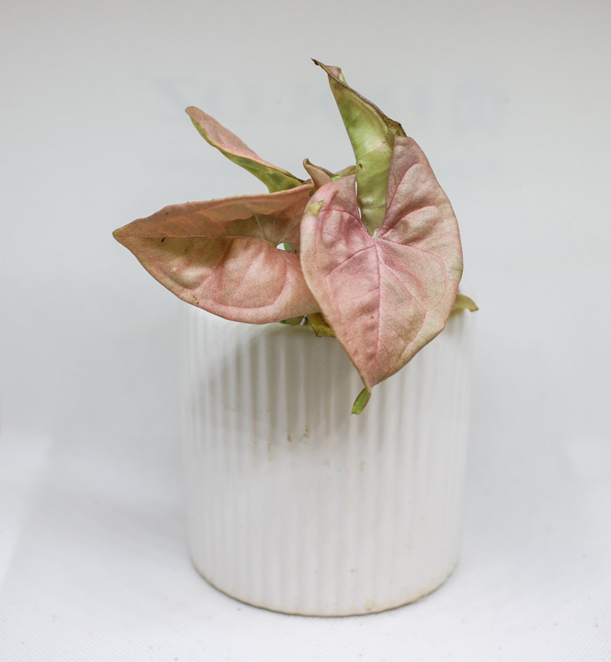 Mini Pink Syngonium houseplant in a 6cm nursery pot
