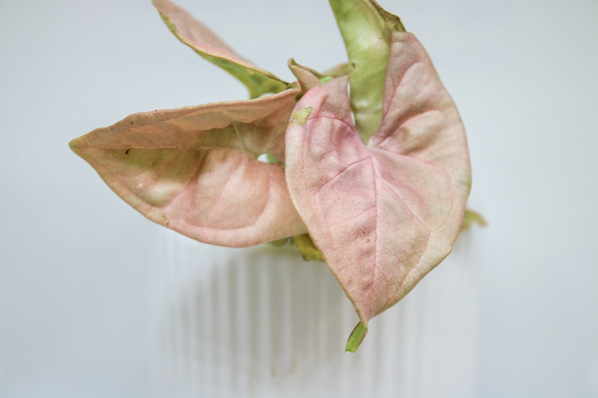 Pink Syngonium indoor plant with arrow-shaped leaves
