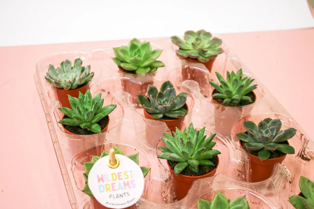 Mini Succulents Indoor House Plants - Magic and Stars --Wildest Dreams Flowers 
