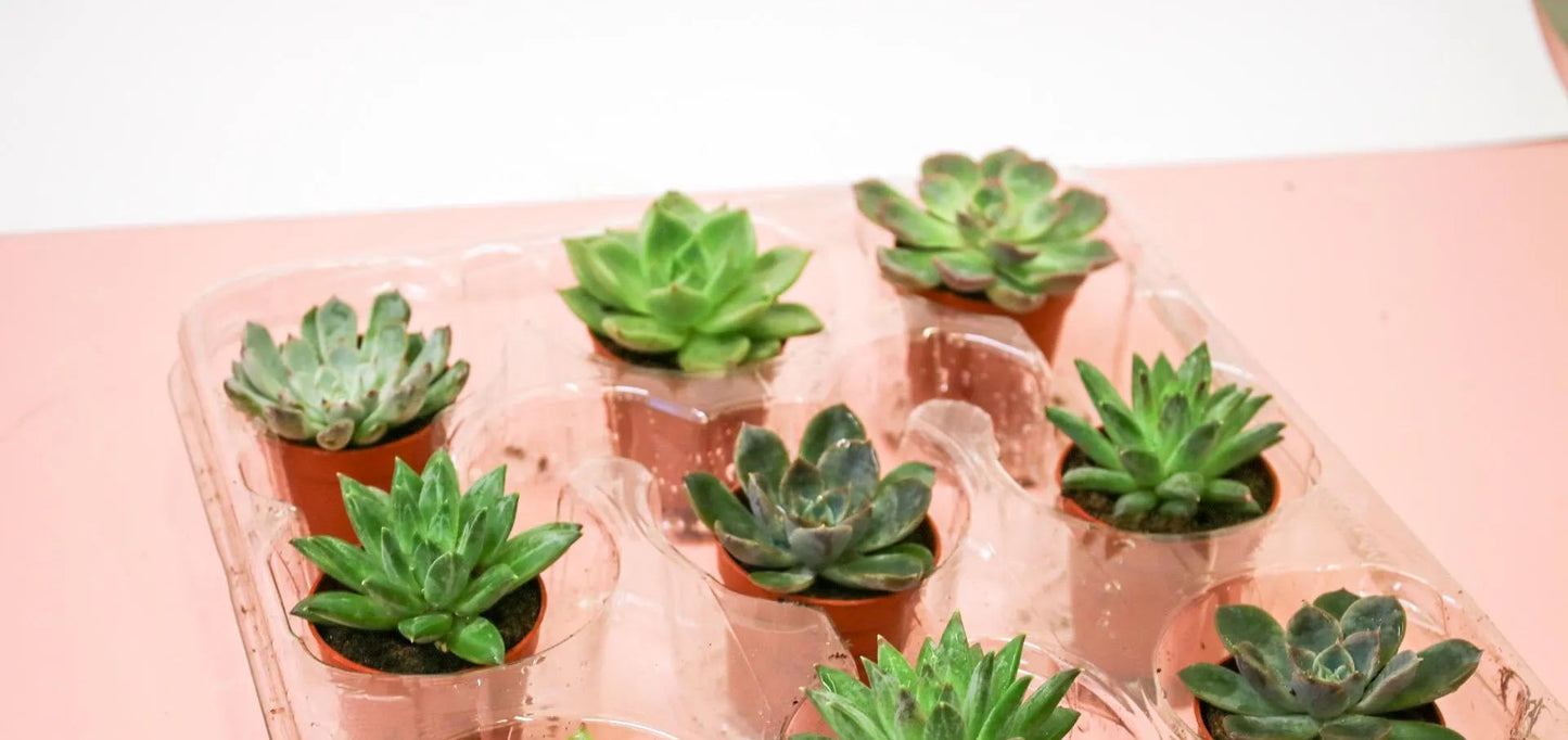 Mini Succulents Indoor House Plants - 