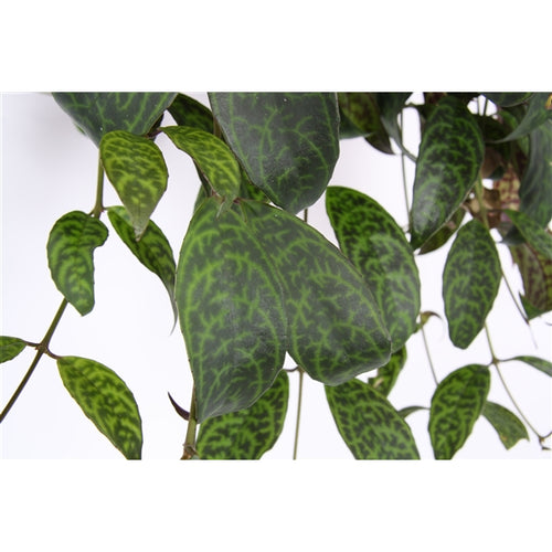 Aeschynanthus Marmoratus – Zebra Lipstick Plant