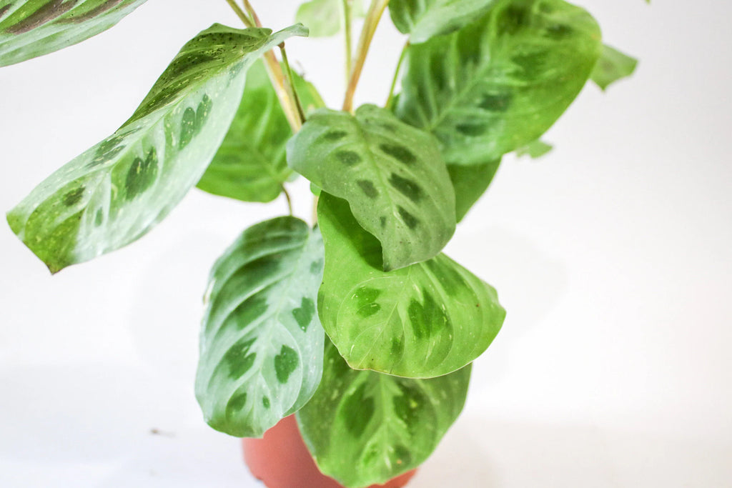  Maranta Prayer Plant ‘Light Veins’ with leaves folding upward at night