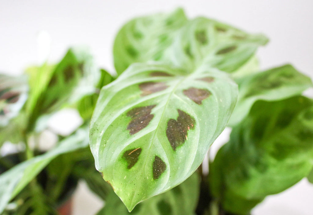 Full view of the rare Maranta Prayer Plant ‘Light Veins’ in a decorative pot