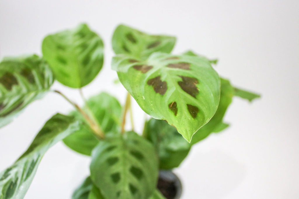 Maranta Prayer Plant ‘Light Veins’ styled on a wooden shelf in a cozy interior