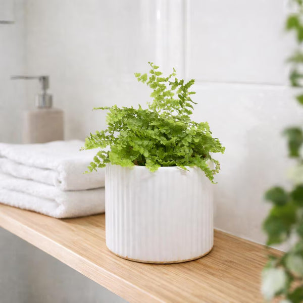 Mini Boston Fern Plant (6cm Pot) | Nephrolepis Exaltata | Easy Care Houseplant Gift