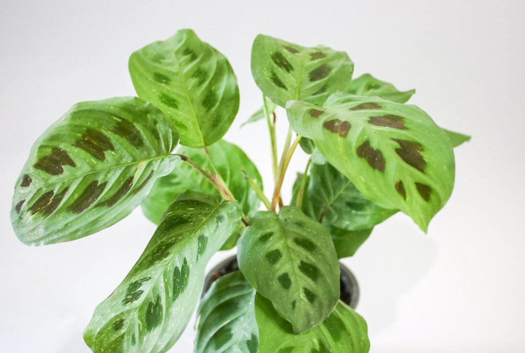 Top view of Maranta ‘Light Veins’ plant showing symmetrical leaf pattern