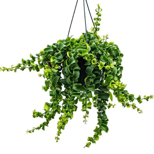 Curly trailing Aeschynanthus Rasta (Lipstick Plant) in a hanging pot with lush green foliage, perfect for indoor home decor or plant displays.