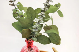 Dried Baby Blue Eucalyptus Bunches