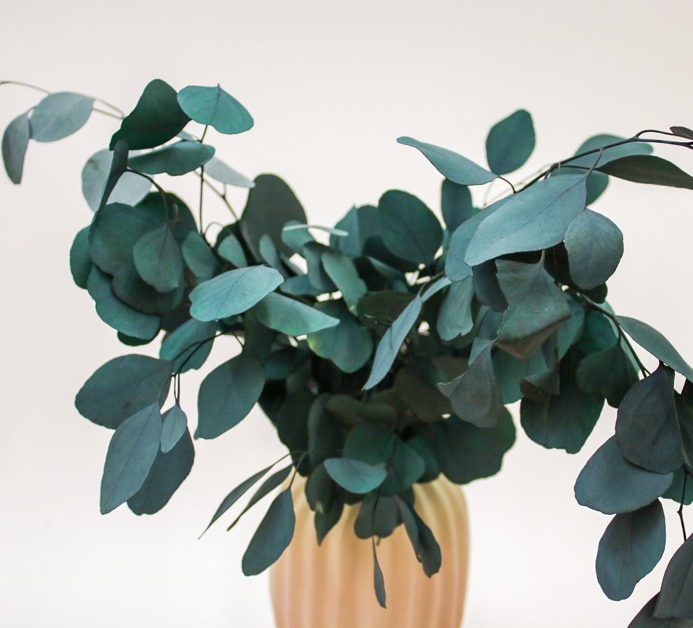 Preserved Populus Eucalyptus Bunch - Magic and Stars --Wildest Dreams Flowers 
