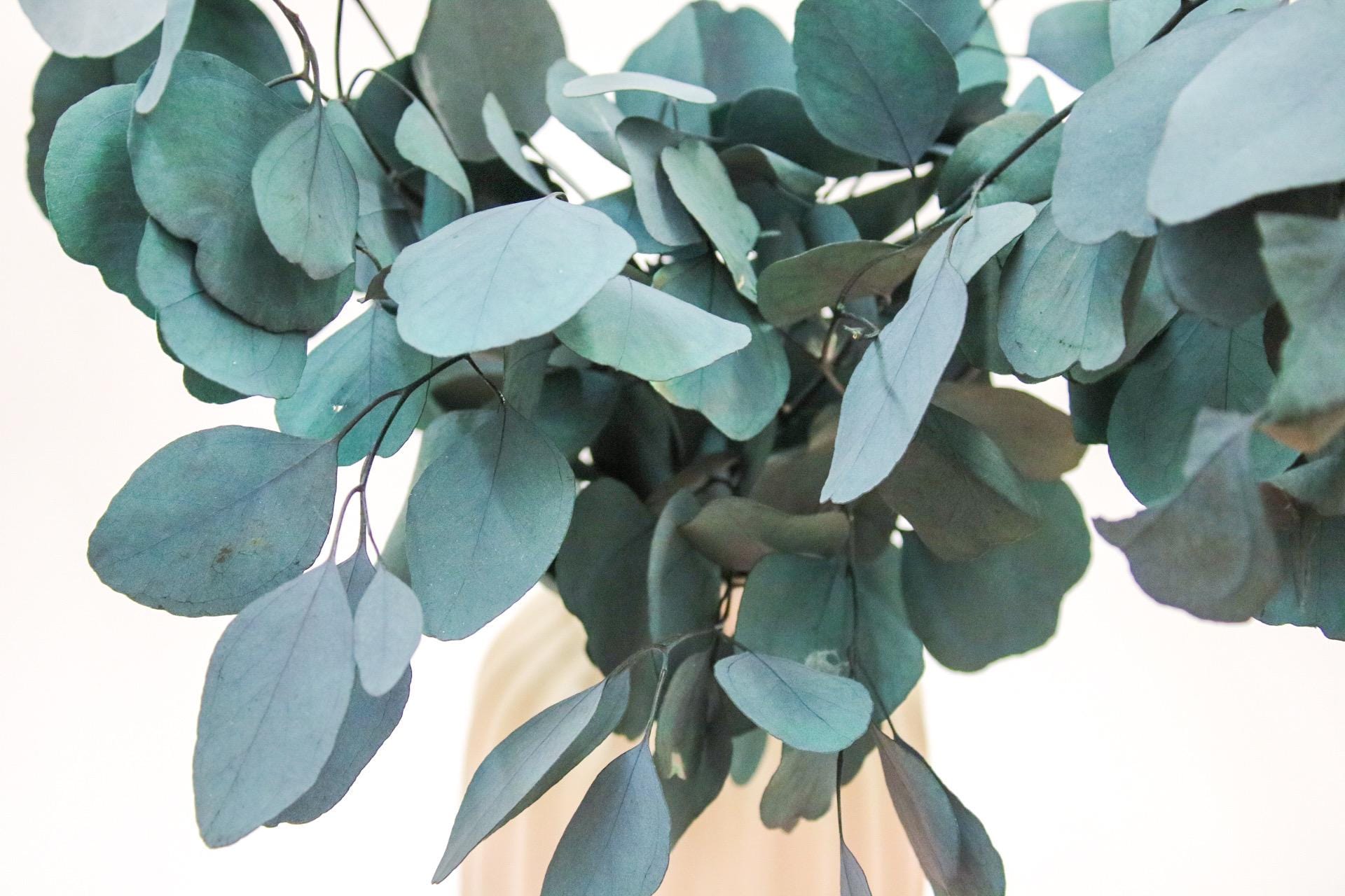 Preserved Populus Eucalyptus Bunch - Magic and Stars --Wildest Dreams Flowers 