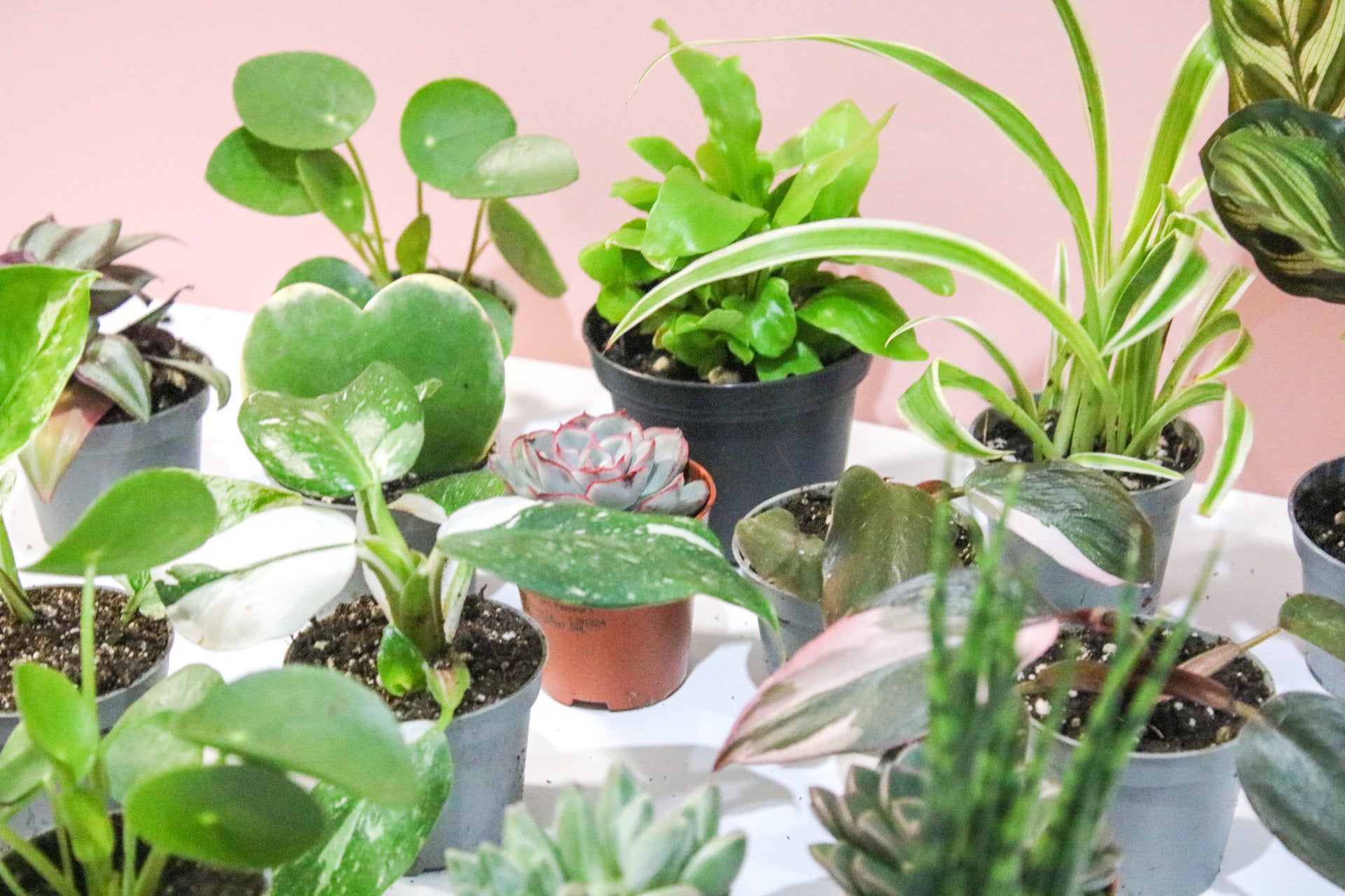 Mini Houseplant Mystery, Indoor potted Baby Plants - Magic and Stars -plants-Wildest Dreams Flowers