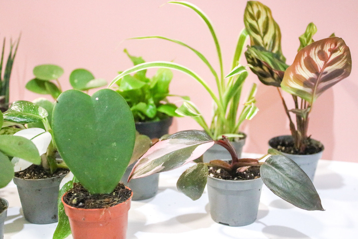 Mini Houseplant Mystery, Indoor potted Baby Plants