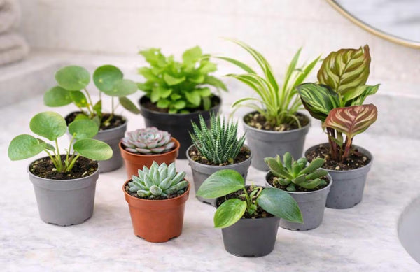 Mini Mystery Houseplants | Easy Care Surprise Indoor Plant UK