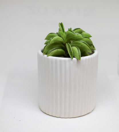 Mini Peperomia Hope plant in a 6cm nursery pot