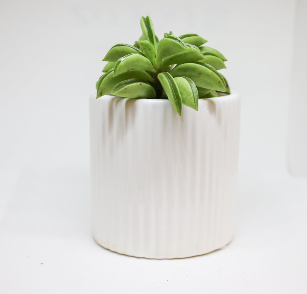 Close up of Peperomia Hope round green leaves