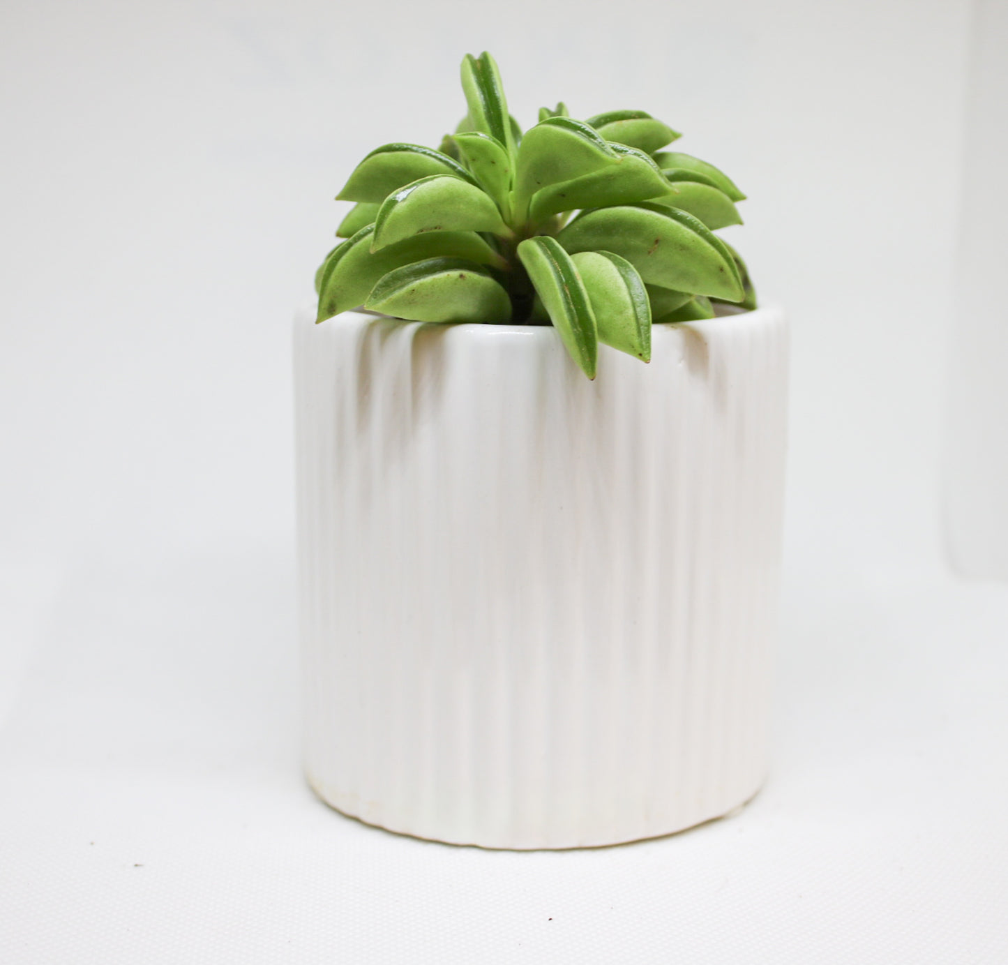 Close up of Peperomia Hope round green leaves