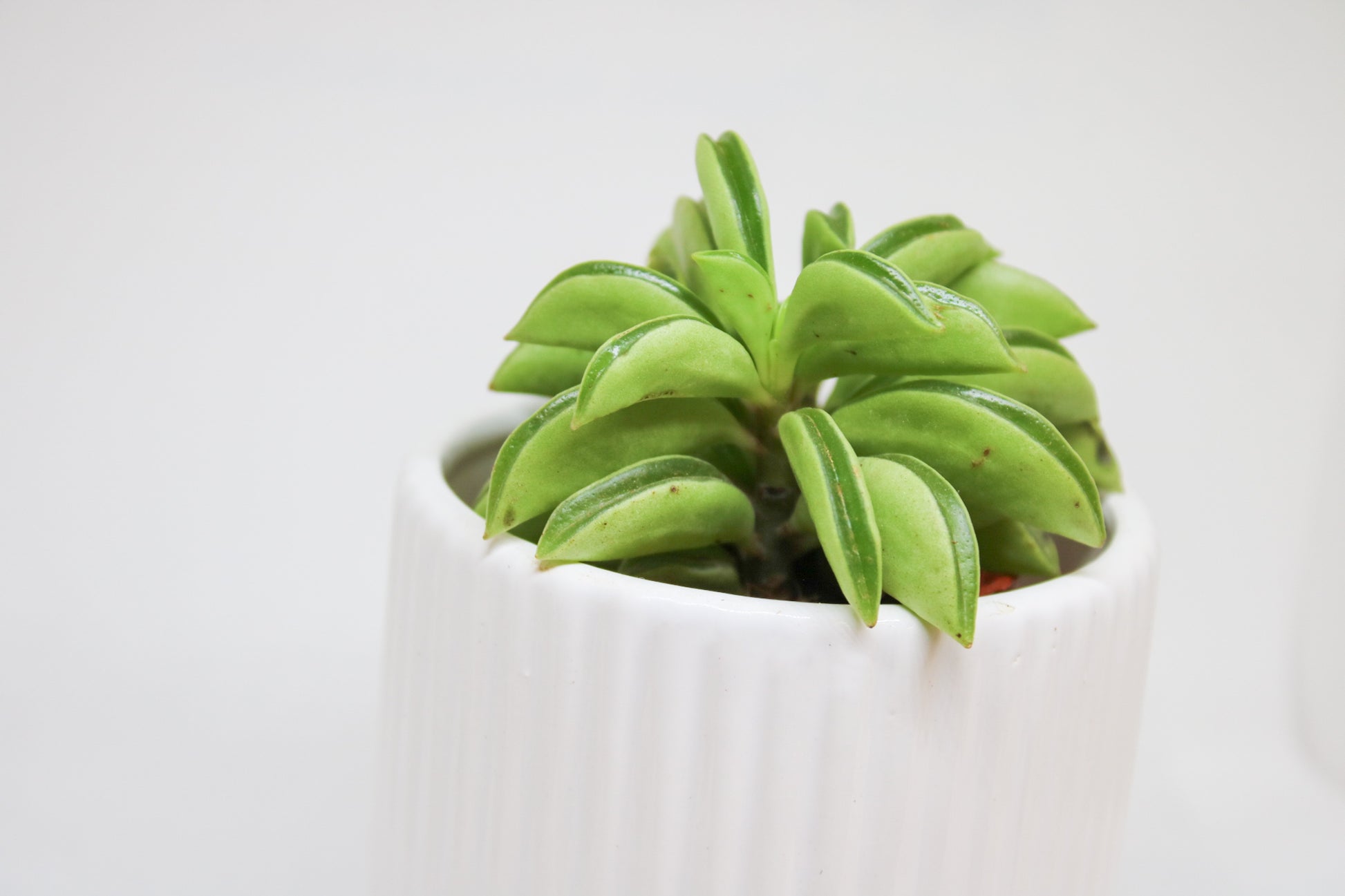 Mini Peperomia Tetraphylla Hope plant showing natural growth habit