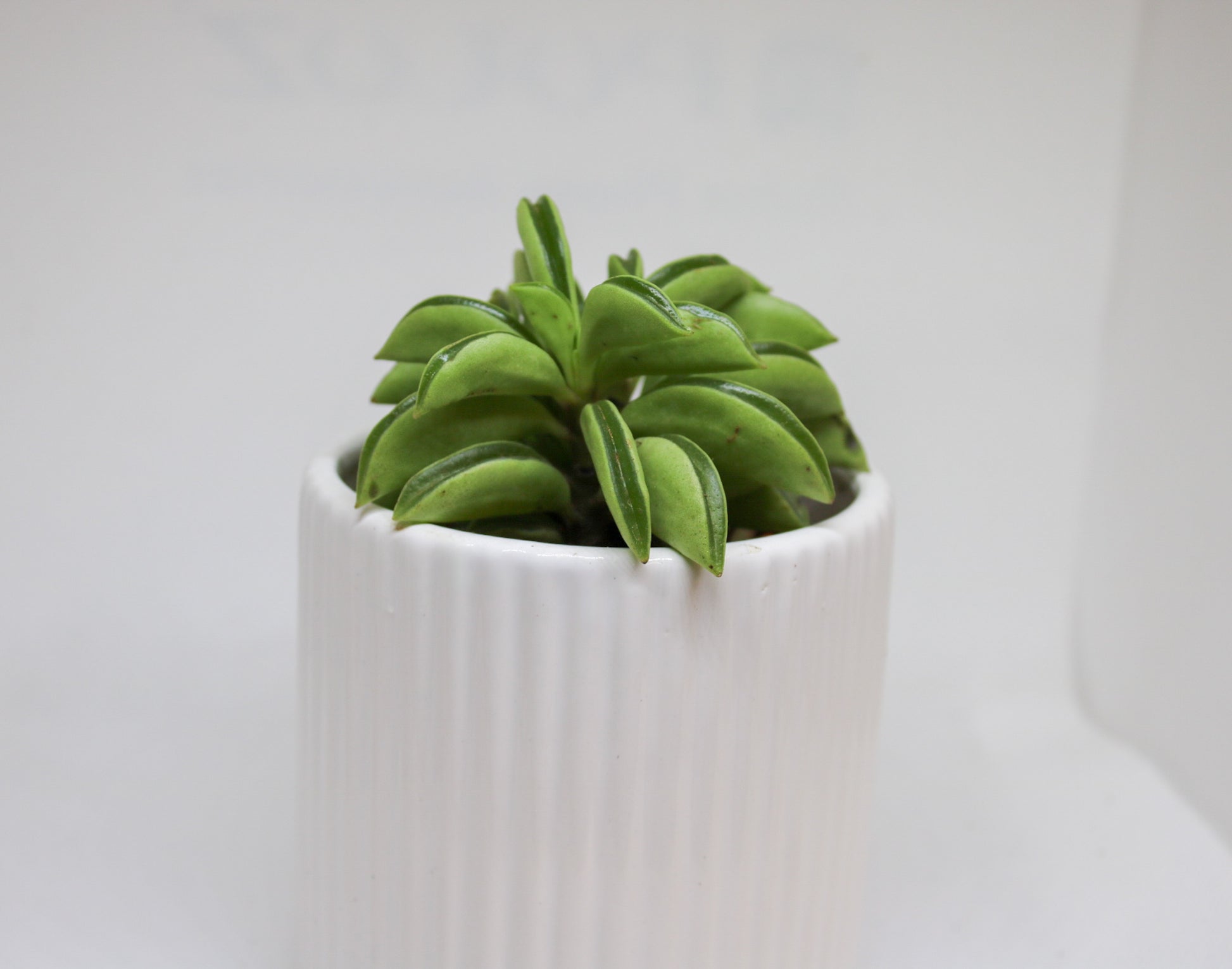 Mini Peperomia Hope styled as an indoor houseplant on a shelf
