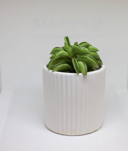 Peperomia Tetraphylla Hope indoor houseplant with trailing green leaves