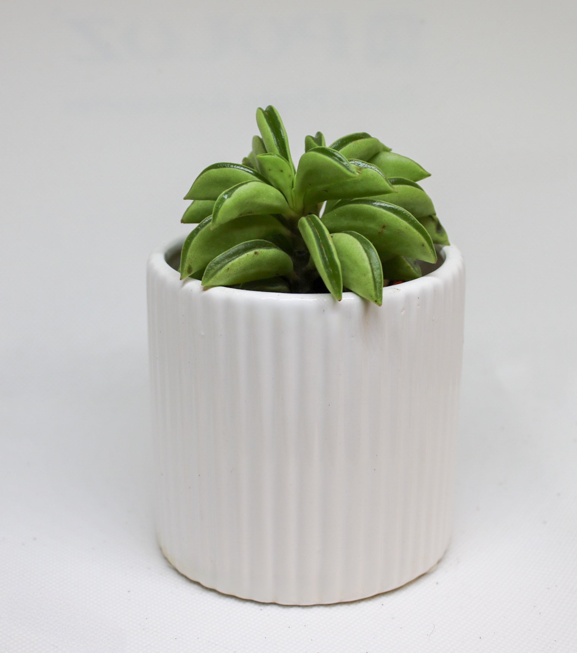 Peperomia Tetraphylla Hope indoor plant in a small nursery pot