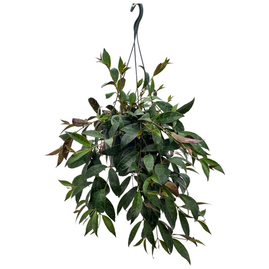 Aeschynanthus Marmoratus – Zebra Lipstick Plant