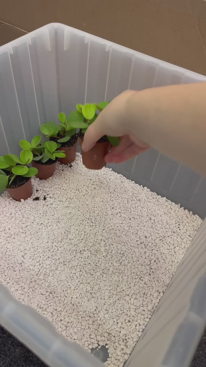 Peperomia Tetraphylla Hope, Indoor House plant