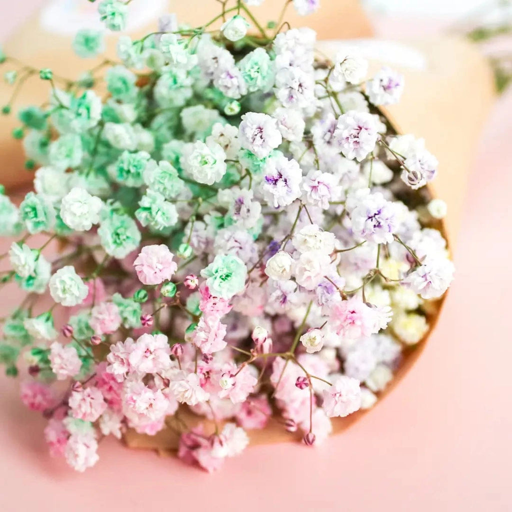 Fresh Rainbow Gypsophila - Baby's Breath Flowers - Magic and Stars --Wildest Dreams Flowers